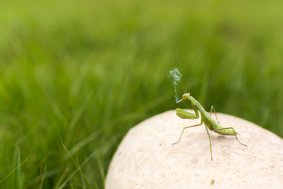 grasshopper photo for website